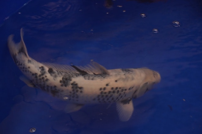 Hơn 300 cá Koi Nhật tranh tài tại ZNA Vietnam Young Koi Show 2025 - Ảnh 3.