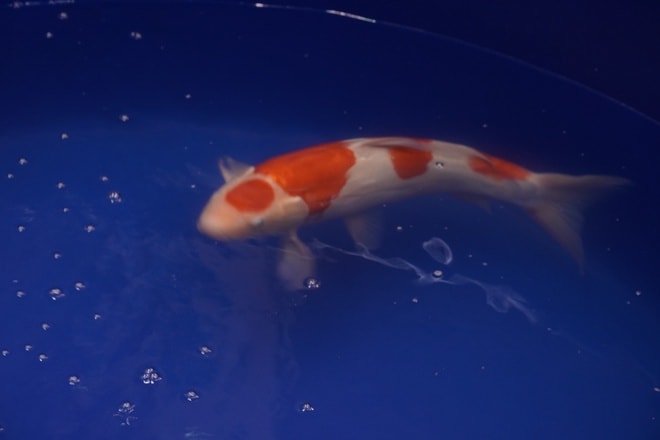 Hơn 300 cá Koi Nhật tranh tài tại ZNA Vietnam Young Koi Show 2025 - Ảnh 4.