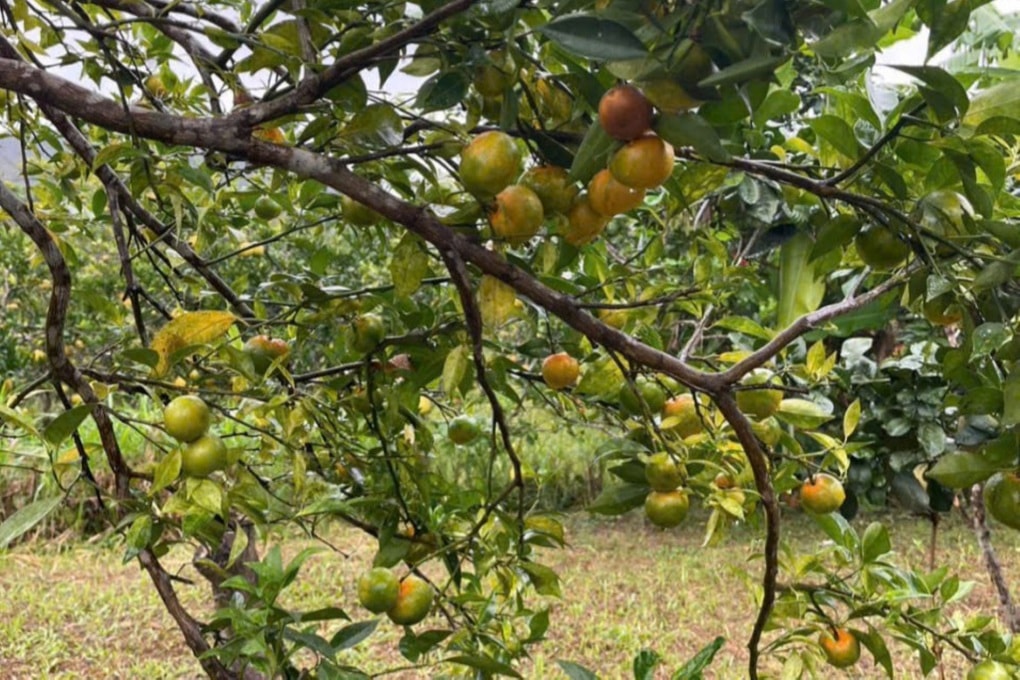 Nông dân có thu nhập kép nhờ cách làm sáng tạo - 3 Nông dân có thu nhập kép nhờ cách làm sáng tạo - 3