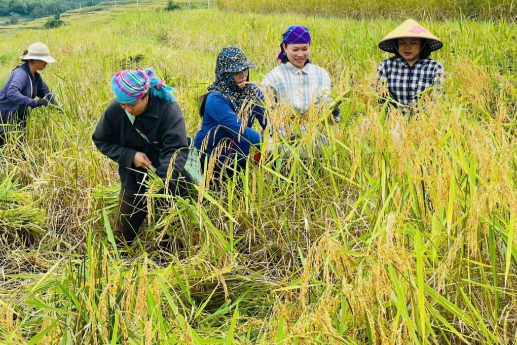 Thu “ngọc thực” trên ruộng bậc thang, nông dân vùng biên rủng rỉnh tiền - 2 Thu “ngọc thực” trên ruộng bậc thang, nông dân vùng biên rủng rỉnh tiền - 2