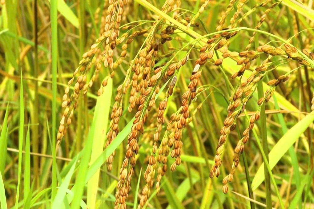 Thu “ngọc thực” trên ruộng bậc thang, nông dân vùng biên rủng rỉnh tiền - 3 Thu “ngọc thực” trên ruộng bậc thang, nông dân vùng biên rủng rỉnh tiền - 3