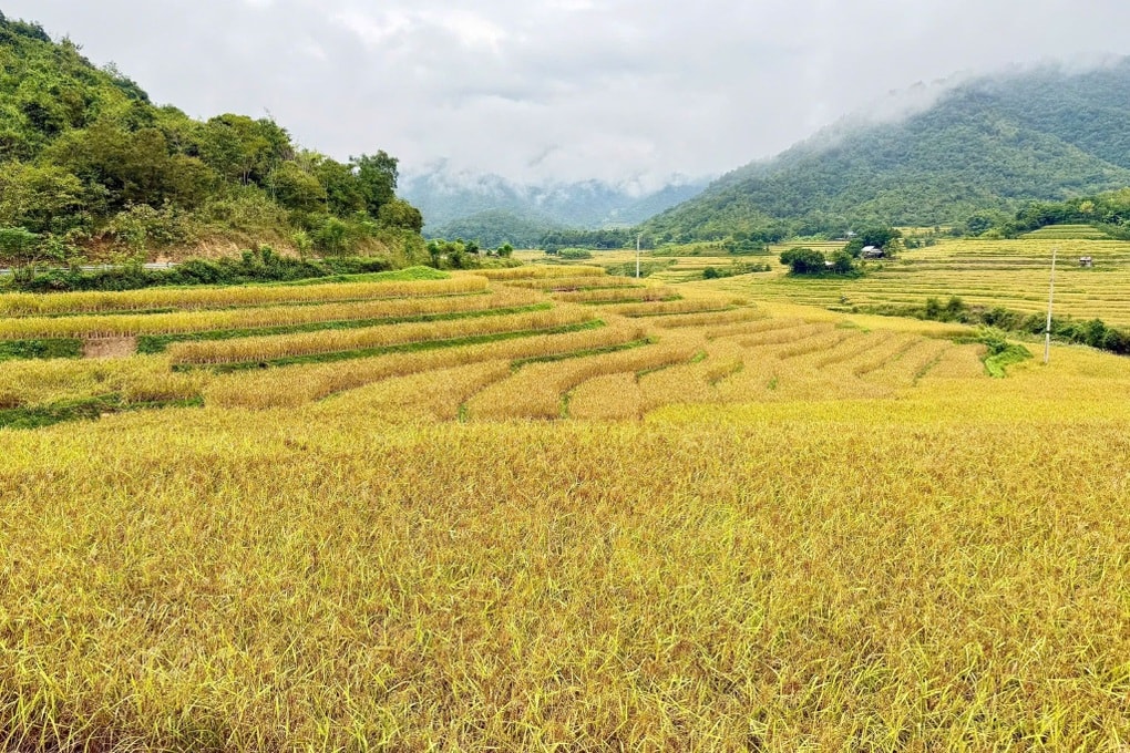 Thu “ngọc thực” trên ruộng bậc thang, nông dân vùng biên rủng rỉnh tiền - 1 Thu “ngọc thực” trên ruộng bậc thang, nông dân vùng biên rủng rỉnh tiền - 1