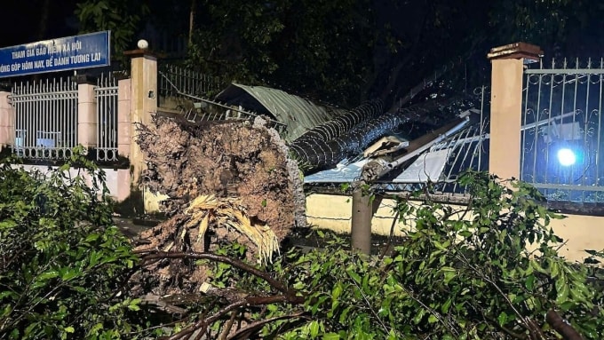 Cây xanh ngã đổ đè hàng rào. Ảnh: Thái Hà