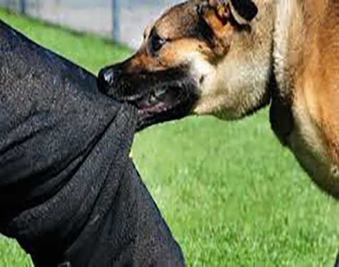 Nam thanh niên tử vong sau 20 ngày bị chó cắn- Ảnh 1. Nam thanh niên tử vong sau 20 ngày bị chó cắn- Ảnh 1.