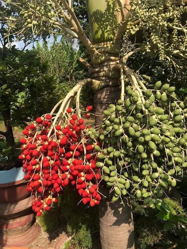 Loại quả xưa chỉ bỏ đi nay thành đặc sản độc đáo, nhiều tác dụng với sức khỏe - Ảnh 1.