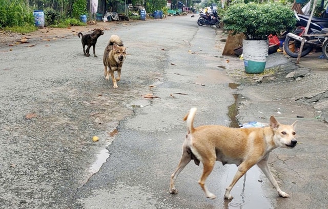 Nam thanh niên tử vong sau 20 ngày bị chó cắn- Ảnh 2. Nam thanh niên tử vong sau 20 ngày bị chó cắn- Ảnh 2.