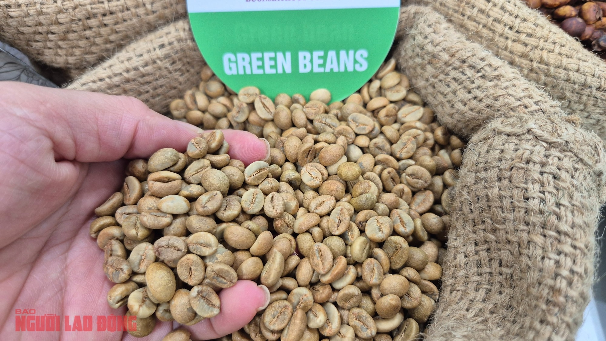 Giá cà phê hôm nay 9 -11: Ai là vua xuất khẩu cà phê? - Ảnh 1.