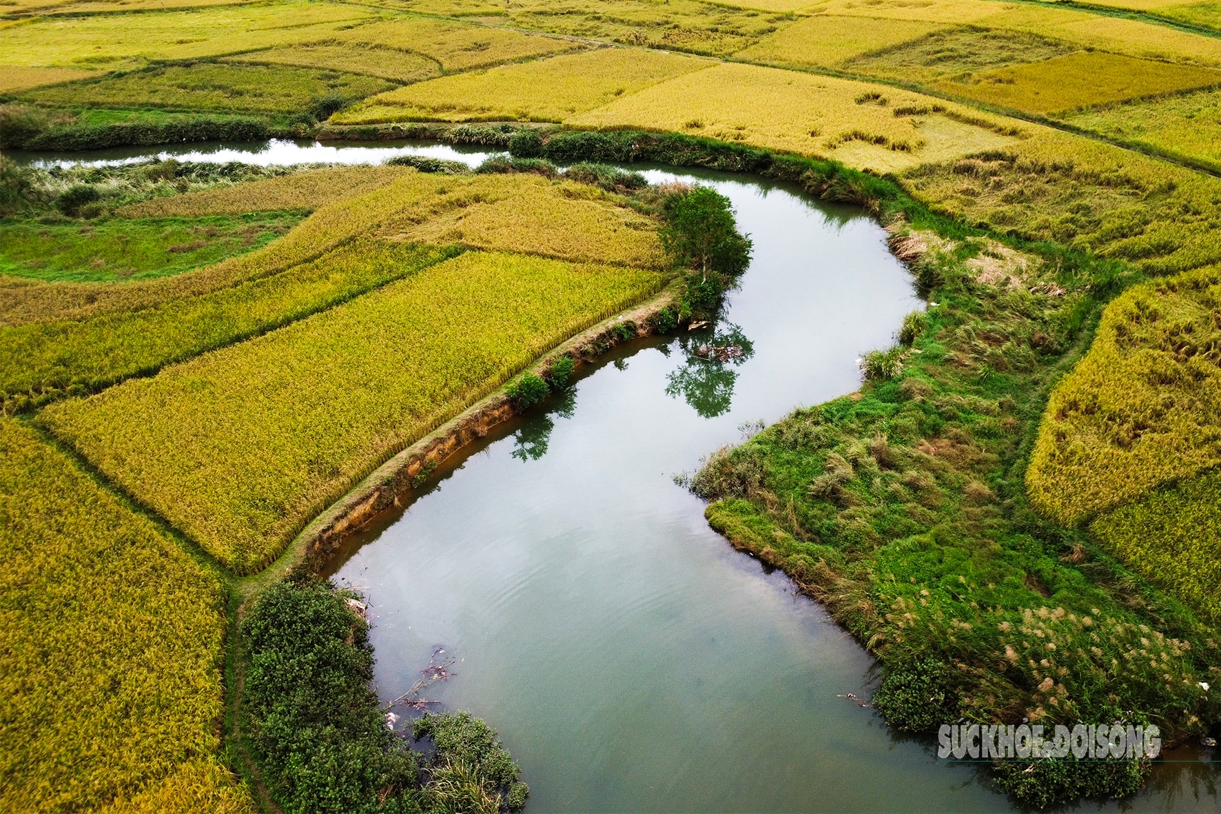 Bay trên mùa lúa chín ở làng du lịch tốt nhất thế giới- Ảnh 2.
