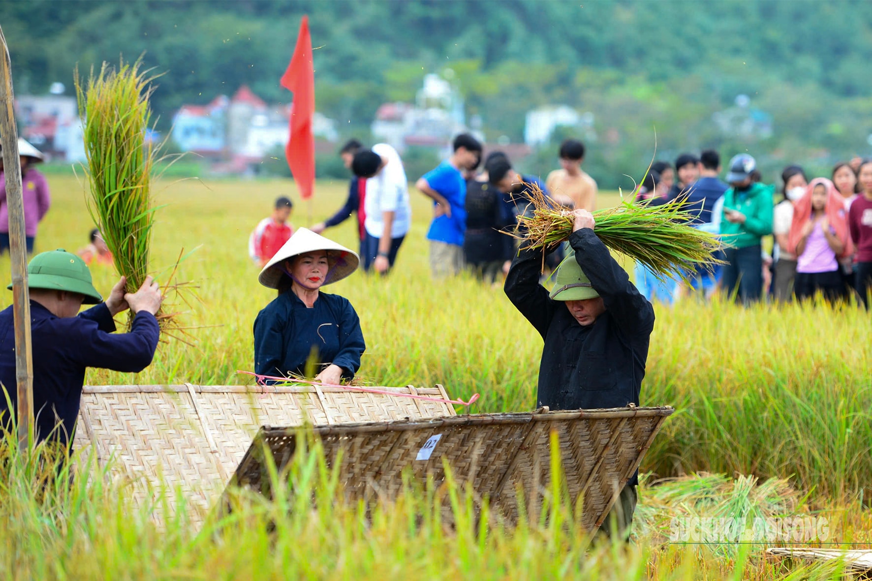 Người Tày Bắc Sơn thi gặt, đập lúa cổ truyền dưới chân Nà Lay- Ảnh 4. Người Tày Bắc Sơn thi gặt, đập lúa cổ truyền dưới chân Nà Lay- Ảnh 4.