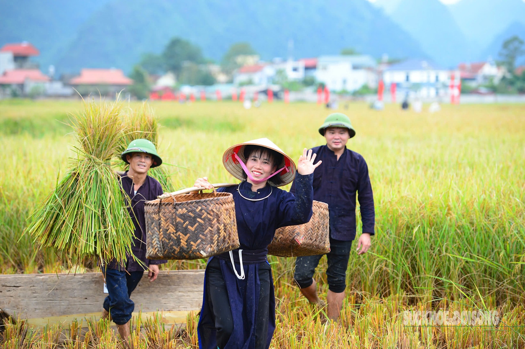 Người Tày Bắc Sơn thi gặt, đập lúa cổ truyền dưới chân Nà Lay- Ảnh 9. Người Tày Bắc Sơn thi gặt, đập lúa cổ truyền dưới chân Nà Lay- Ảnh 9.