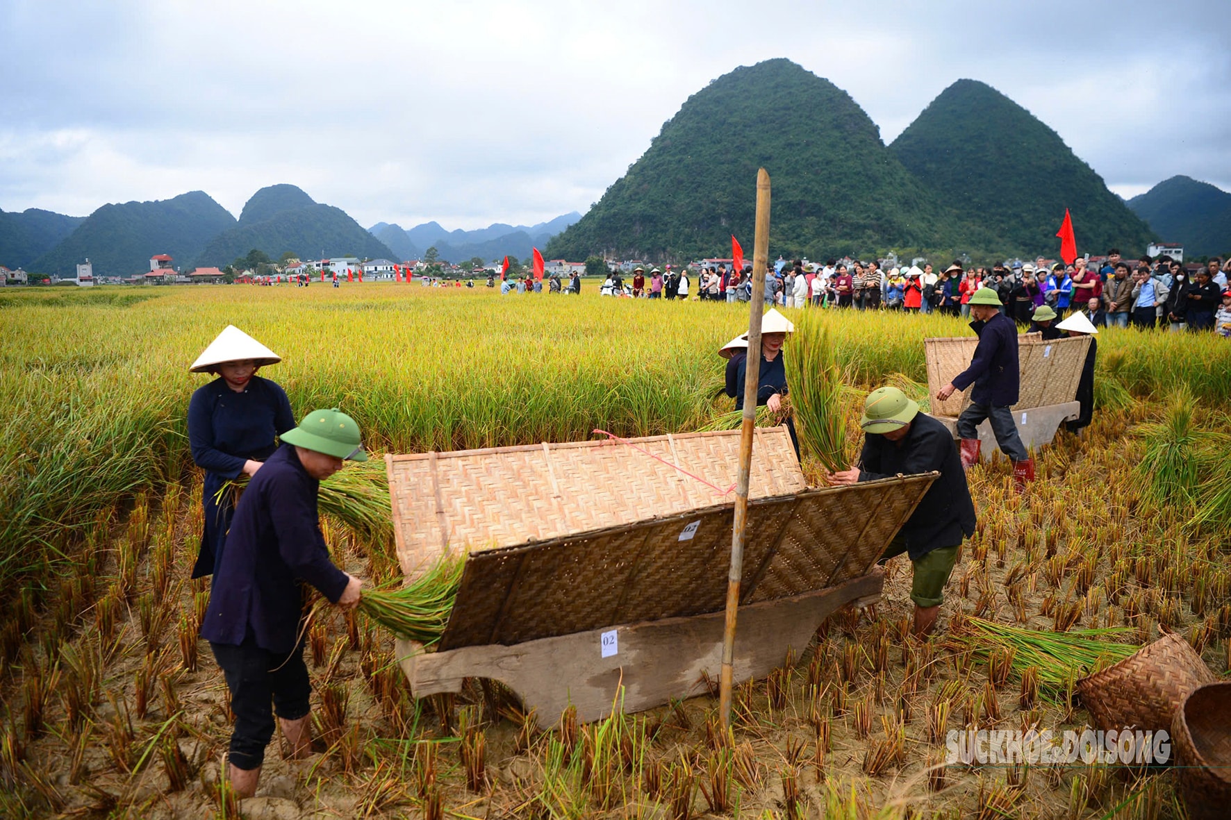Người Tày Bắc Sơn thi gặt, đập lúa cổ truyền dưới chân Nà Lay- Ảnh 10. Người Tày Bắc Sơn thi gặt, đập lúa cổ truyền dưới chân Nà Lay- Ảnh 10.