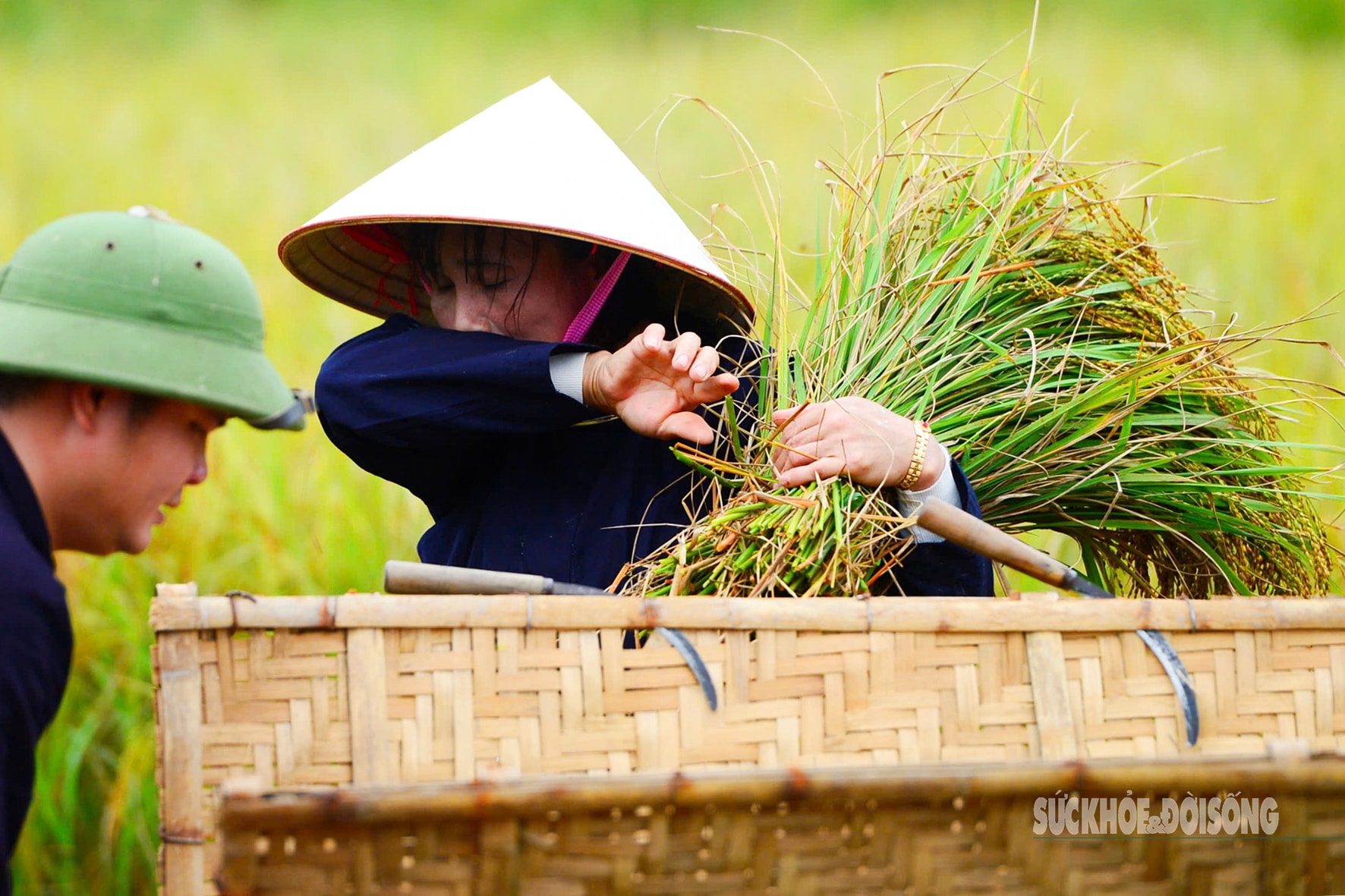 Người Tày Bắc Sơn thi gặt, đập lúa cổ truyền dưới chân Nà Lay- Ảnh 8. Người Tày Bắc Sơn thi gặt, đập lúa cổ truyền dưới chân Nà Lay- Ảnh 8.