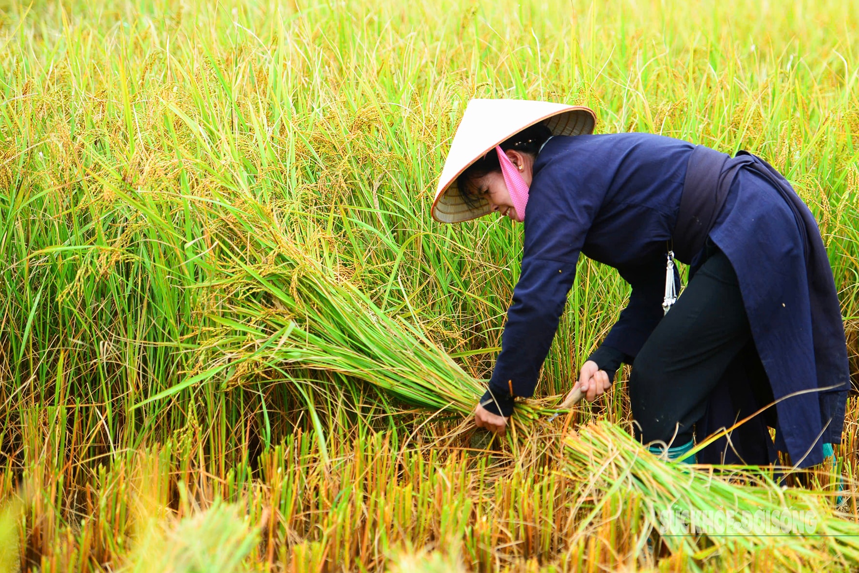 Người Tày Bắc Sơn thi gặt, đập lúa cổ truyền dưới chân Nà Lay- Ảnh 2. Người Tày Bắc Sơn thi gặt, đập lúa cổ truyền dưới chân Nà Lay- Ảnh 2.