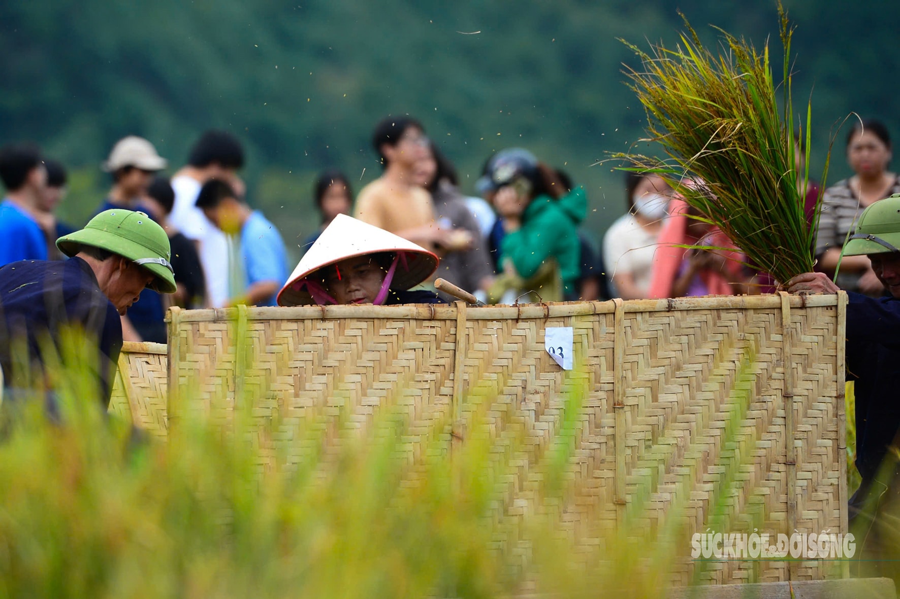 Người Tày Bắc Sơn thi gặt, đập lúa cổ truyền dưới chân Nà Lay- Ảnh 7. Người Tày Bắc Sơn thi gặt, đập lúa cổ truyền dưới chân Nà Lay- Ảnh 7.