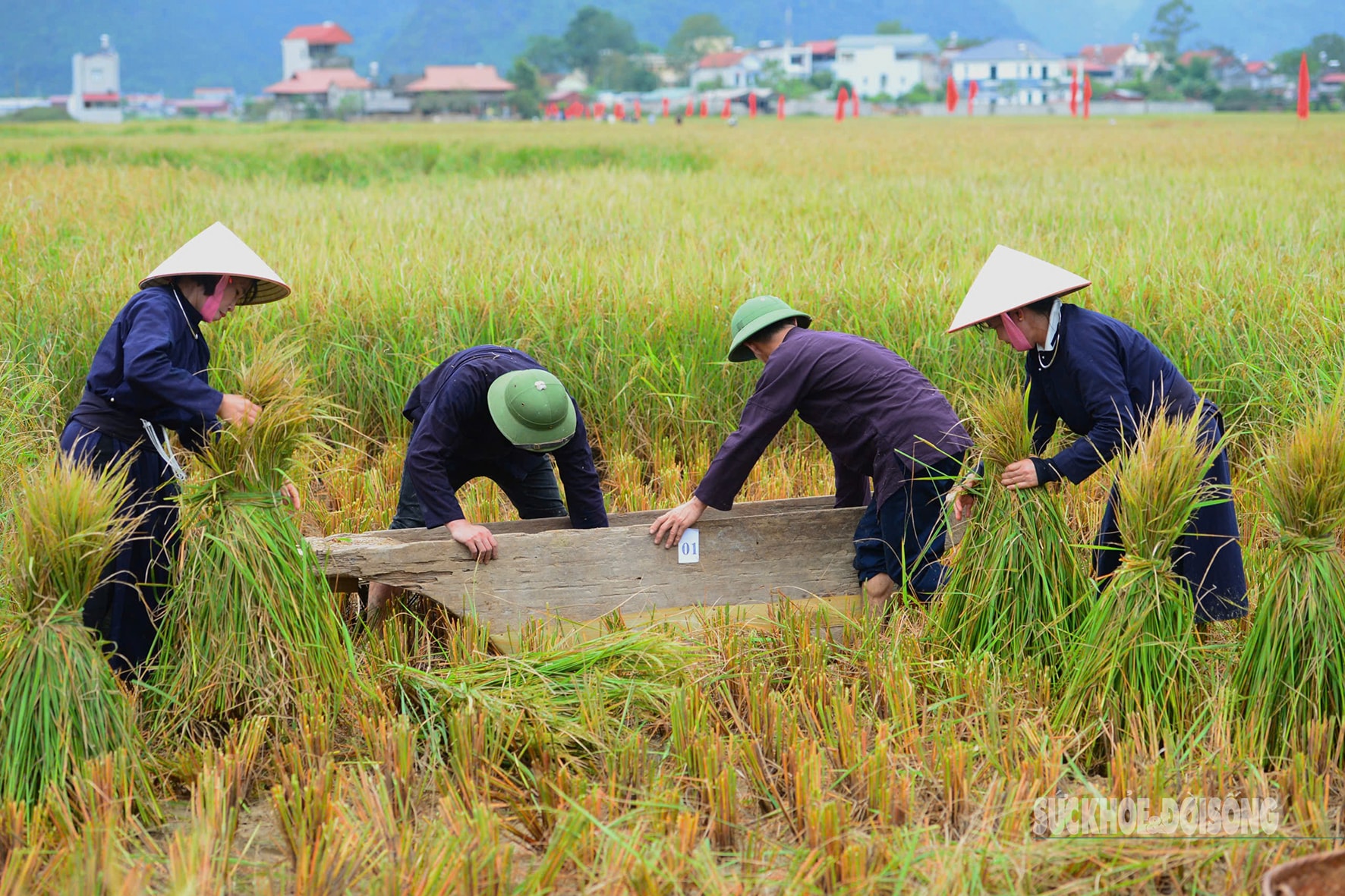 Người Tày Bắc Sơn thi gặt, đập lúa cổ truyền dưới chân Nà Lay- Ảnh 3. Người Tày Bắc Sơn thi gặt, đập lúa cổ truyền dưới chân Nà Lay- Ảnh 3.