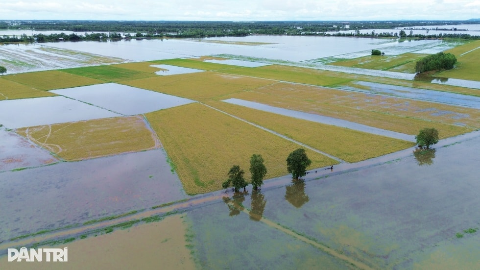 Canh bạc của nông dân ngoài đê bao mùa lũ - 1 Canh bạc của nông dân ngoài đê bao mùa lũ - 1