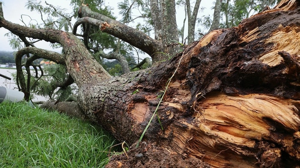 Bão quật đổ cây phượng tím nổi tiếng Đà Lạt, du khách tiếc ngẩn ngơ - 1
