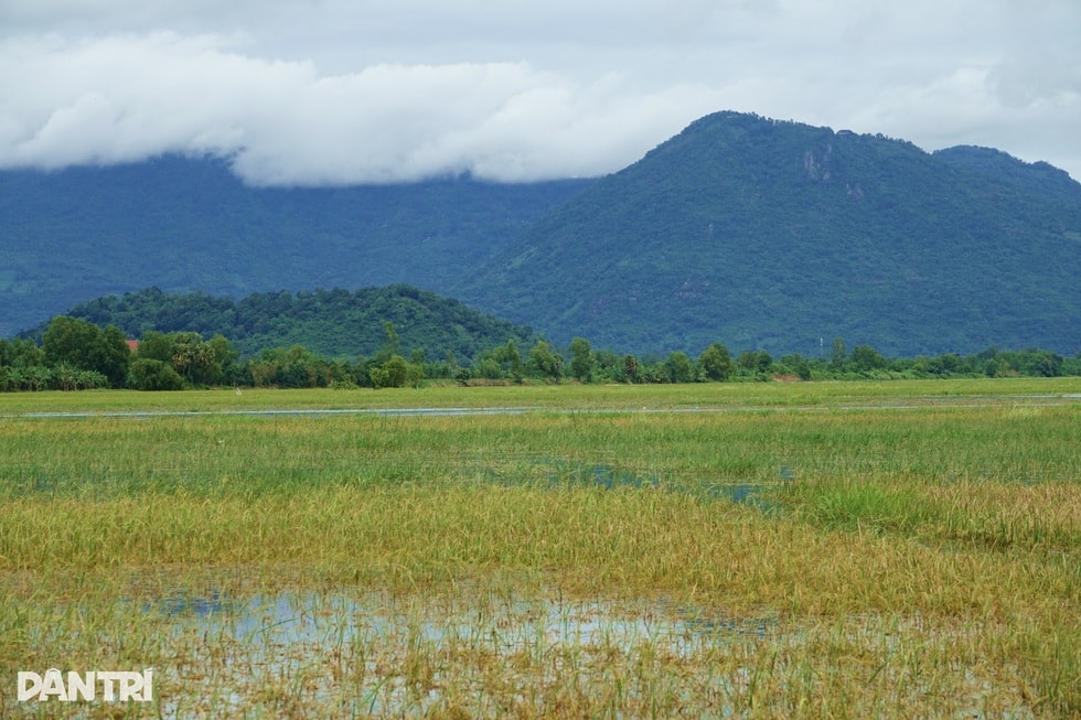 Canh bạc của nông dân ngoài đê bao mùa lũ - 6 Canh bạc của nông dân ngoài đê bao mùa lũ - 6