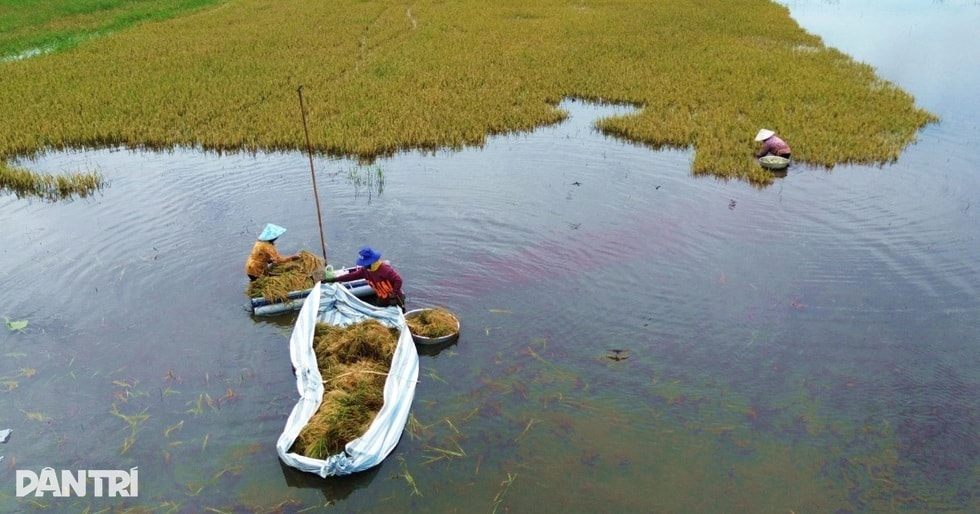 Canh bạc của nông dân ngoài đê bao mùa lũ - 4 Canh bạc của nông dân ngoài đê bao mùa lũ - 4