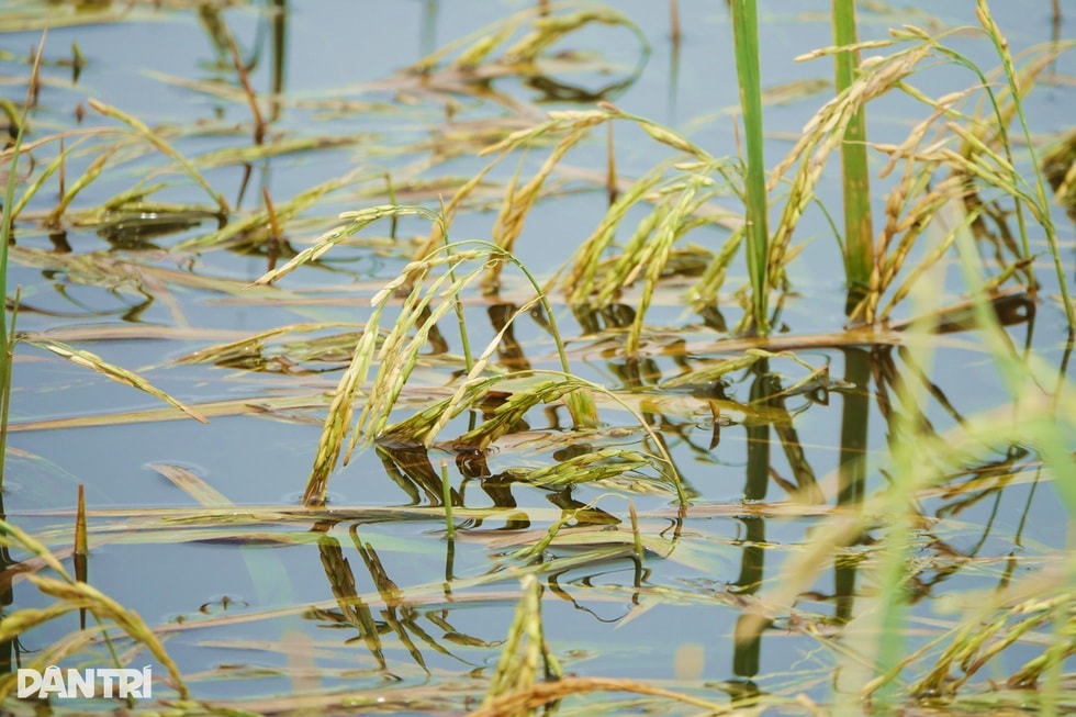 Canh bạc của nông dân ngoài đê bao mùa lũ - 2 Canh bạc của nông dân ngoài đê bao mùa lũ - 2