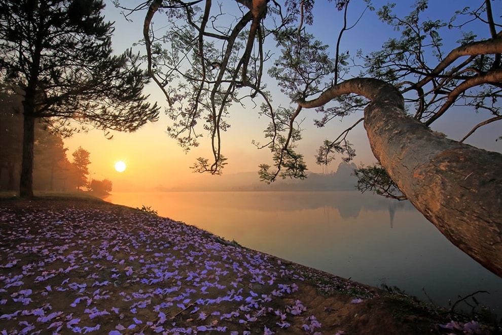 Bão quật đổ cây phượng tím nổi tiếng Đà Lạt, du khách tiếc ngẩn ngơ - 3