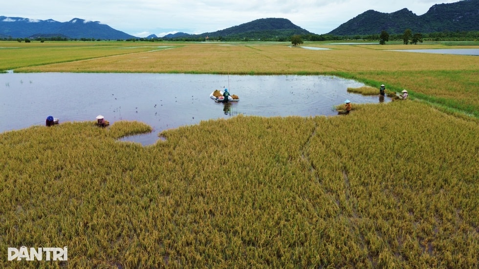 Canh bạc của nông dân ngoài đê bao mùa lũ - 5 Canh bạc của nông dân ngoài đê bao mùa lũ - 5