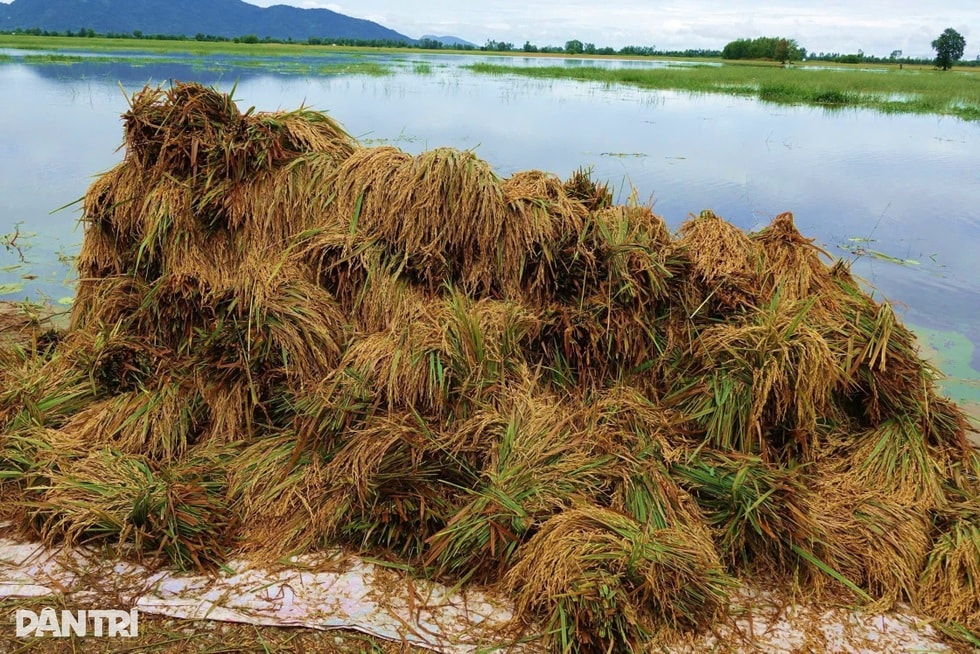 Canh bạc của nông dân ngoài đê bao mùa lũ - 3 Canh bạc của nông dân ngoài đê bao mùa lũ - 3