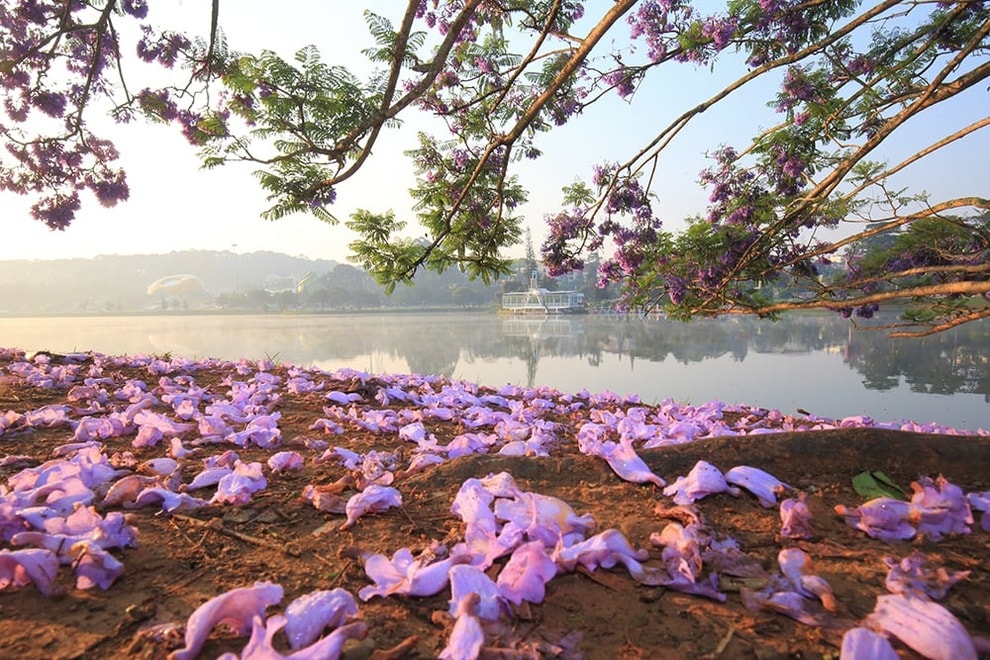 Bão quật đổ cây phượng tím nổi tiếng Đà Lạt, du khách tiếc ngẩn ngơ - 4