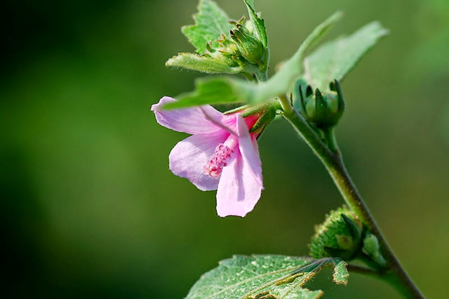Loài cây "đáng ghét" trong mắt nông dân, nước ngoài bán nửa triệu/kg - Ảnh 2.