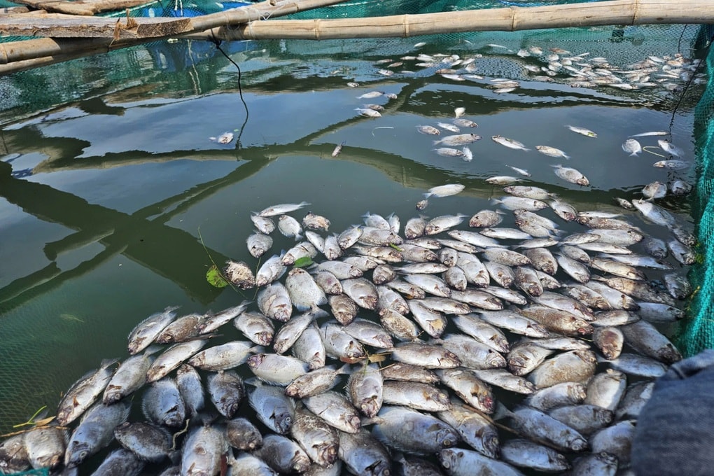 Cá chết nổi trắng lồng bè, nông dân thất thần không cứu nổi sản nghiệp - 2