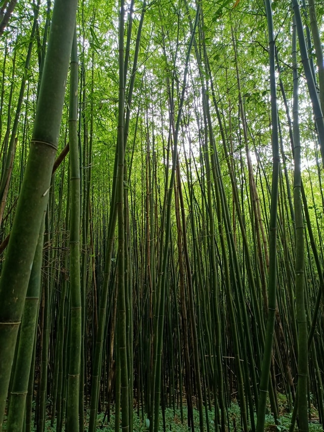 Mở tuyến du lịch mạo hiểm 'Chinh phục đỉnh Pù Luông' săn mây ở độ cao 1.700m- Ảnh 10. Mở tuyến du lịch mạo hiểm 'Chinh phục đỉnh Pù Luông' săn mây ở độ cao 1.700m- Ảnh 10.