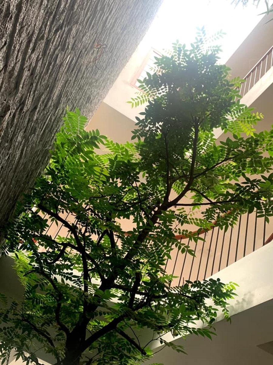 Cây khế không cần chăm sóc thường xuyên. (Ảnh: Thienmocgreen)