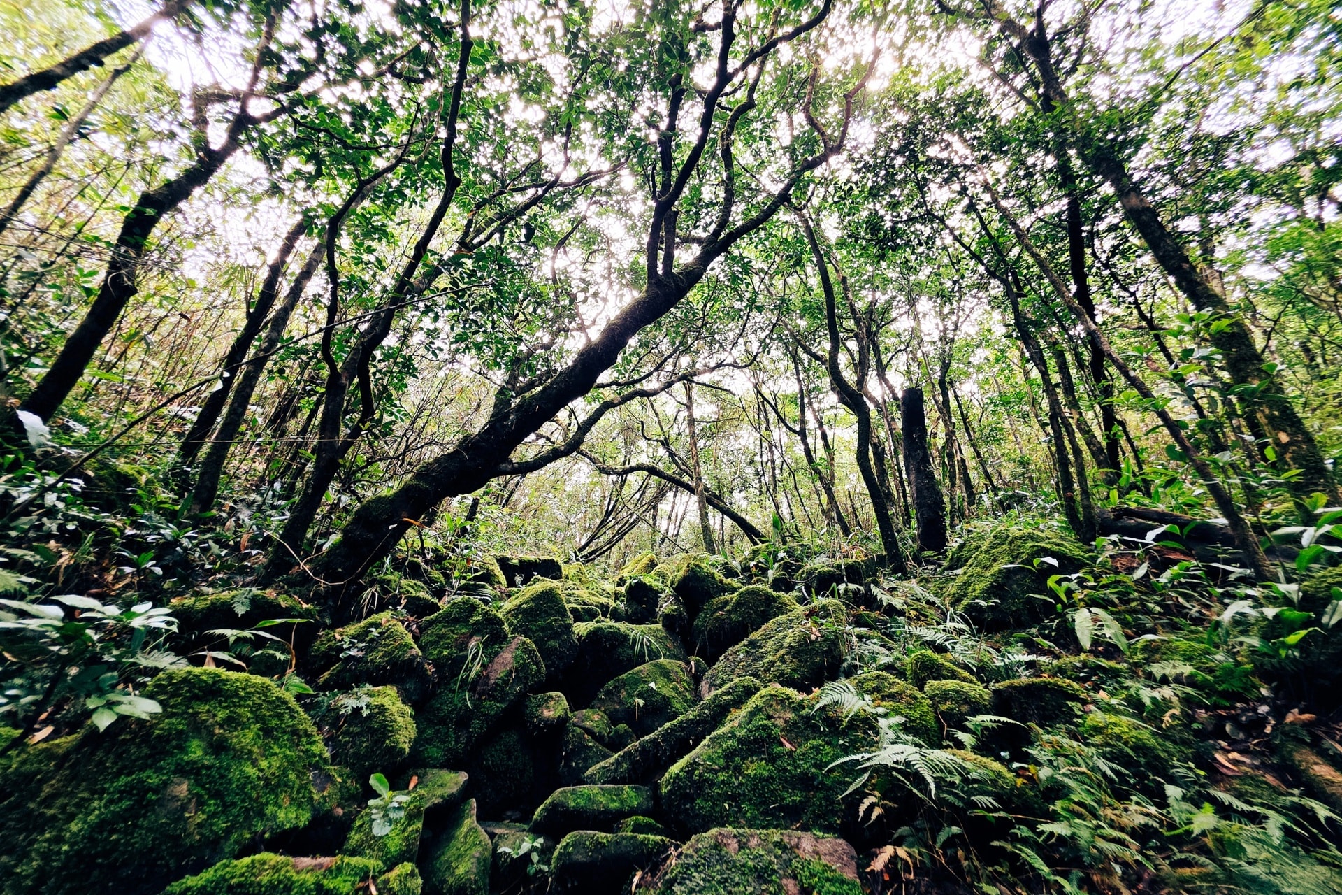 Săn mây trên “nóc nhà” Voi Mẹp cao hơn 1.700m so với mực nước biển - 6 Săn mây trên “nóc nhà” Voi Mẹp cao hơn 1.700m so với mực nước biển - 6