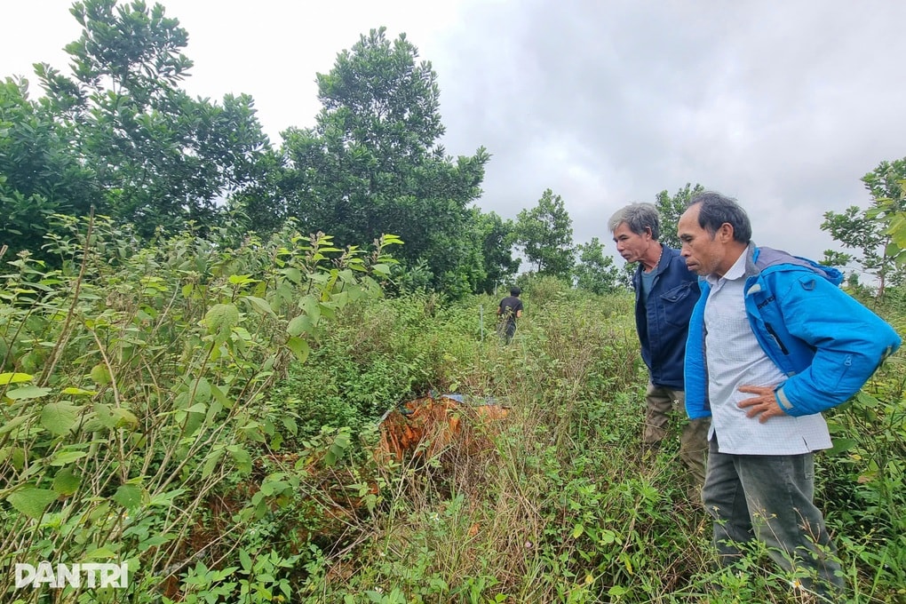 Nông dân ôm nợ sau giấc mộng trồng loại cây để xuất sang Mỹ - 3