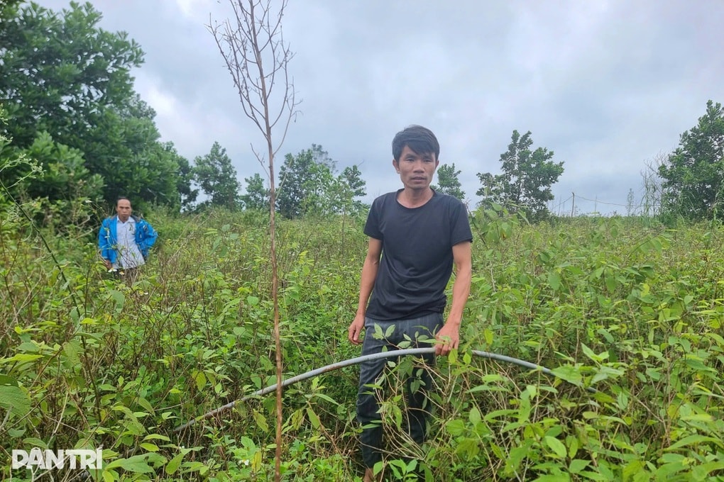 Nông dân ôm nợ sau giấc mộng trồng loại cây để xuất sang Mỹ - 2