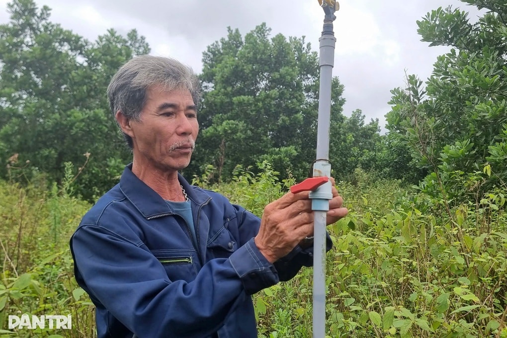 Nông dân ôm nợ sau giấc mộng trồng loại cây để xuất sang Mỹ - 1