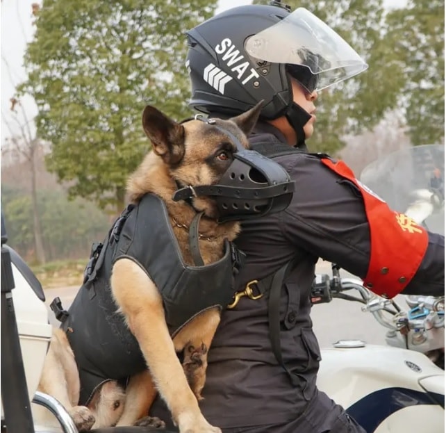 Chú chó 3 chân tham gia nhiệm vụ. Ảnh: Sohu