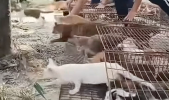 Hình ảnh đàn mèo được phóng sinh khỏi lồng, gần khu vực hồ chứa Yingzui, thành phố Thanh Viễn, ngày 1/11. Ảnh: Douyin