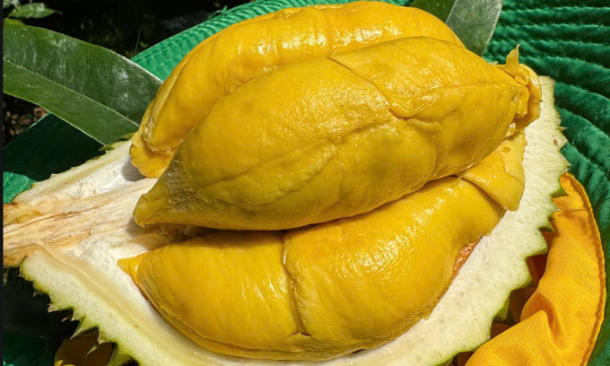 Sầu riêng tại nhà vườn ở Cần Thơ. Ảnh: Mạnh Khương