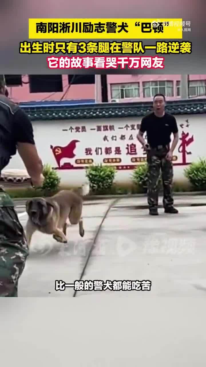 Chú chó nghiệp vụ cảnh sát 3 chân