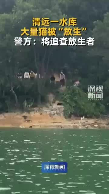 Gây phẫn nộ khi 'phóng sinh' 1.000 con mèo cầu phúc