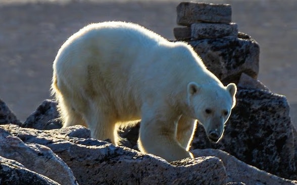 Người đàn ông ra đi mãi mãi sau khi cố gắng chụp ảnh gấu Bắc Cực - Ảnh 2. Người đàn ông ra đi mãi mãi sau khi cố gắng chụp ảnh gấu Bắc Cực - Ảnh 2.