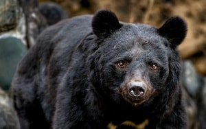 Người đàn ông ra đi mãi mãi sau khi cố gắng chụp ảnh gấu Bắc Cực - Ảnh 5.