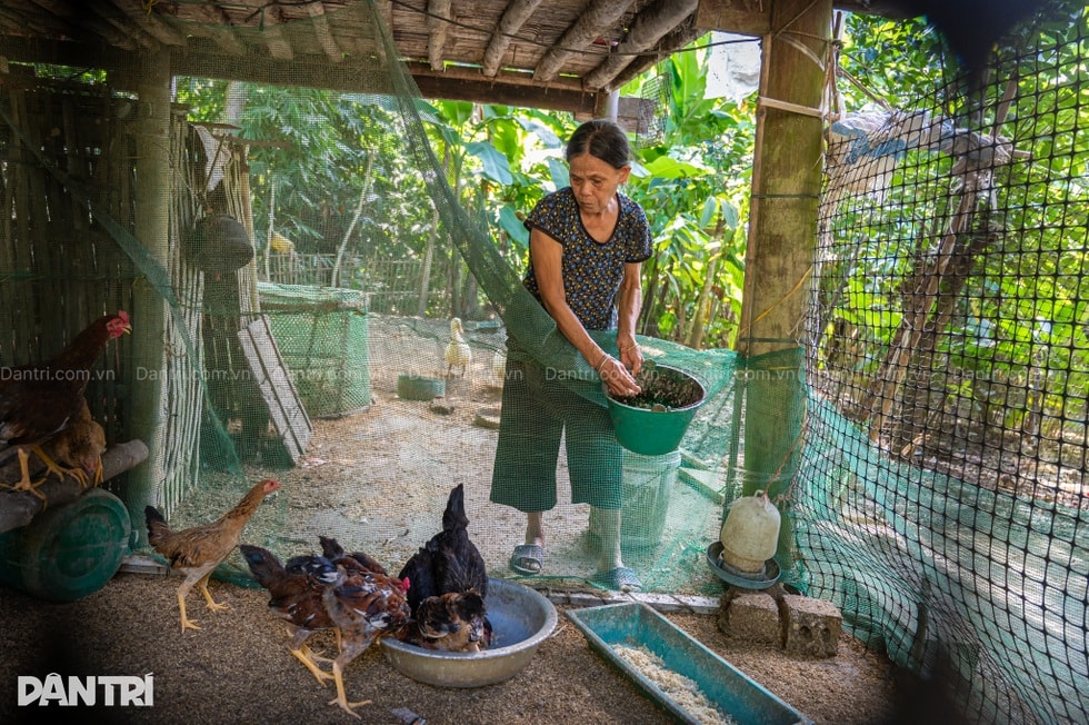 Bà nội gần 80 tuổi gồng gánh 3 cháu nhỏ mồ côi cha, mẹ bỏ đi - 6 Bà nội gần 80 tuổi gồng gánh 3 cháu nhỏ mồ côi cha, mẹ bỏ đi - 6