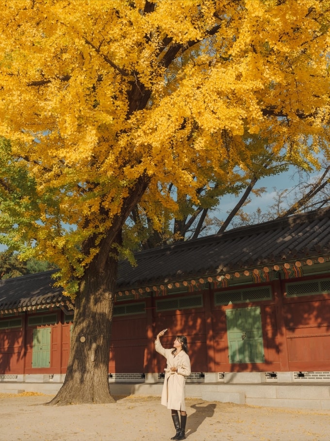 Du khách check in bên cây lá vàng ở cung điện  Gyeongbokgung, Seoul. Ảnh: jungkong