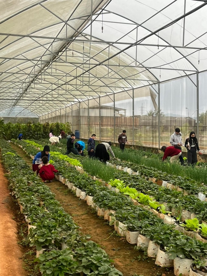 Cả Tổ Farm trở thành địa điểm lý tưởng cho người dân địa phương muốn trải nghiệm quy trình nông nghiệp. Ảnh: Cả Tổ Farm