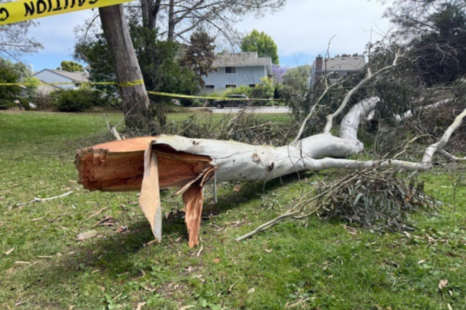 Cành bạch đàn rơi trúng hai bố con ở công viên Villa La Jolla, San Diego. Ảnh: NYP