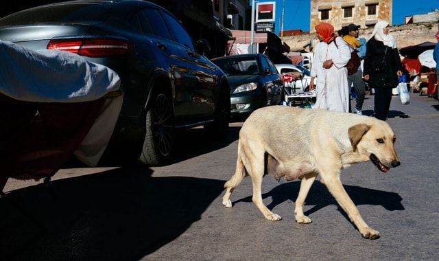 Maroc bị chỉ trích vì giết hàng nghìn con chó vì World Cup - Ảnh 1.