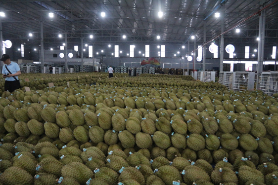 Sầu riêng Việt trước bài học lớn - Ảnh 1. Sầu riêng Việt trước bài học lớn - Ảnh 1.
