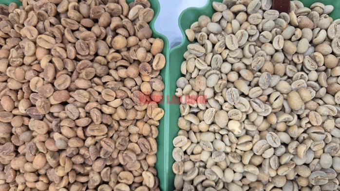 Giá cà phê hôm nay 13 -11: Đua nhau bán tháo, giá cà phê giảm cực mạnh - Ảnh 2.